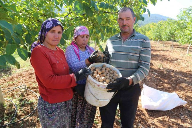 Çameli’nin Coğrafi İşaretli Cevizinde Hasat Sona Erdi