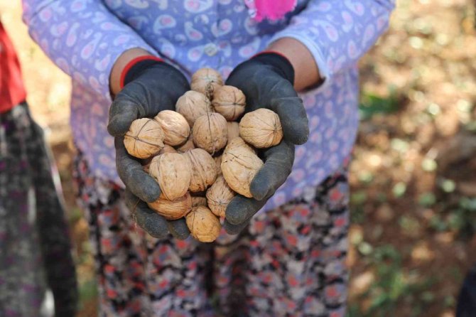 Çameli’nin Coğrafi İşaretli Cevizinde Hasat Sona Erdi