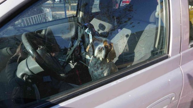 Kaza Yapınca Panikle Köpeğini Aracının İçinde Unuttu