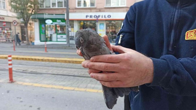 Ağaçta Asılı Kalan Güvercin Son Anda Kurtarıldı