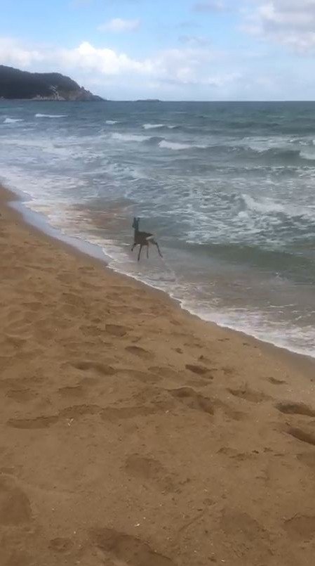 Denizde Karaca Yavrusu Görüldü