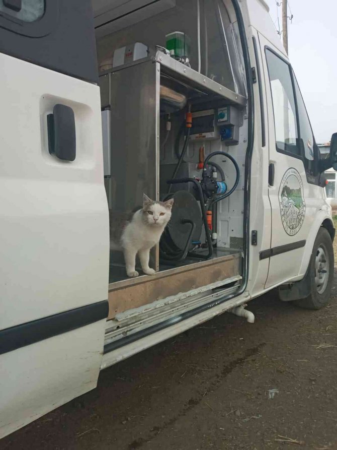 Kars’ta Sokak Hayvanlarını Mobil Araçla Hizmet Veriliyor