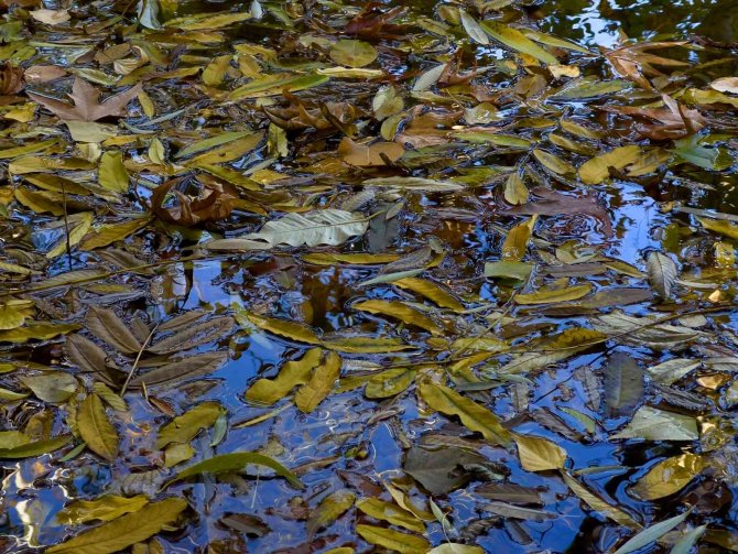 Karasu Çayı Doğal Güzelliyle Renk Cümbüşü Oluşturdu