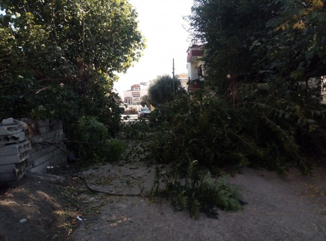 Kadirli’de Görüşü Engelleyen Ağaçlar Budanıyor