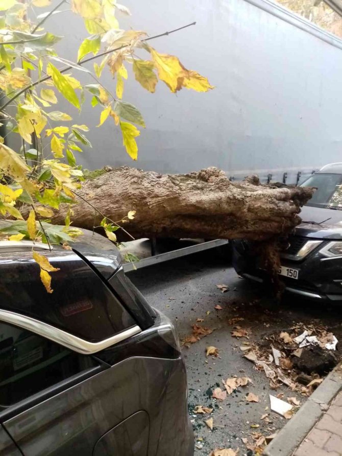 Sarıyer’de Kamyonun Çarptığı Ağaç Yola Devrildi