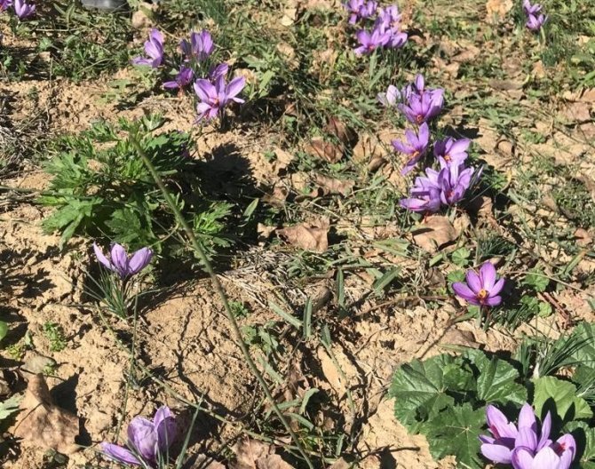 Simav’da ’Safran’ Hasadı