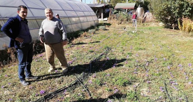 Simav’da ’Safran’ Hasadı