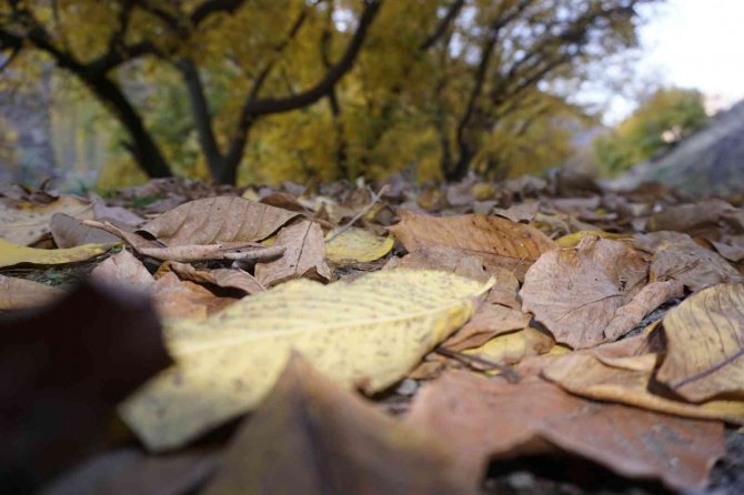 Şırnak’ın Bal Ormanları Farklı Renk Tonlarıyla Göz Kamaştırdı