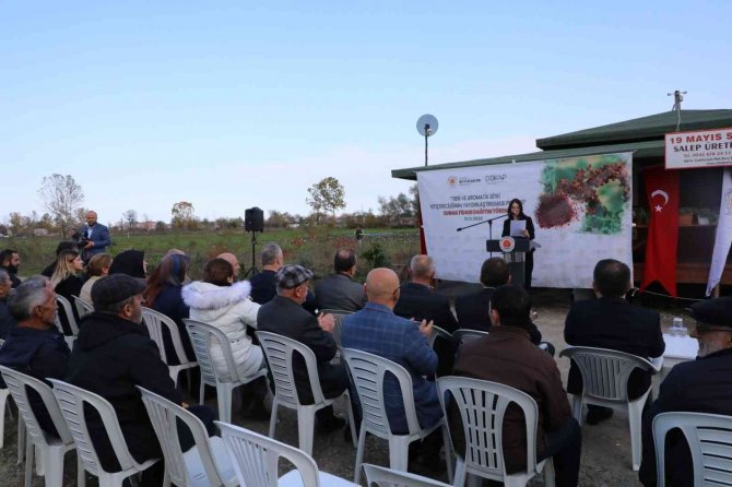 Karadeniz’in İlk ‘Sumak’ Bahçeleri Samsun’da Kurulacak