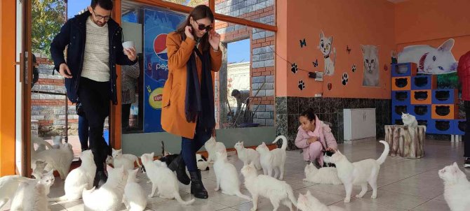 Yerli Ve Yabancı Turistlerden Van Kedilerine İlgi
