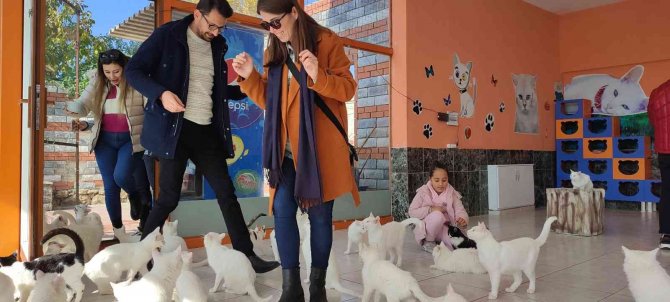 Yerli Ve Yabancı Turistlerden Van Kedilerine İlgi