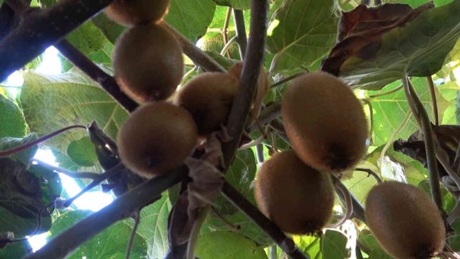 Yalova Kivisi Yurt Dışı Pazarına Açıldı