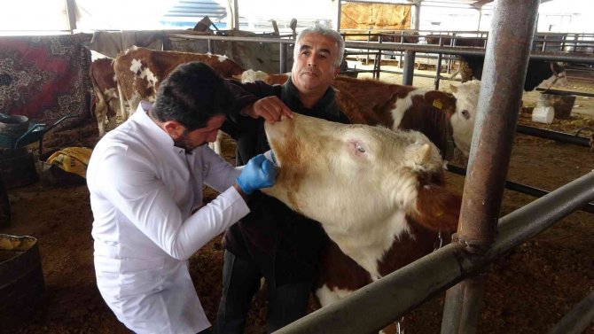 Adıyaman Hayvan Pazarında Şap Salgını