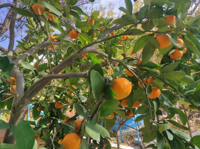 Nallıhan’da Yetiştirilen Mandalina Görenleri Şaşırtıyor