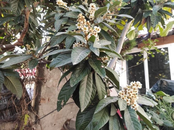 Nallıhan’da Yetiştirilen Mandalina Görenleri Şaşırtıyor