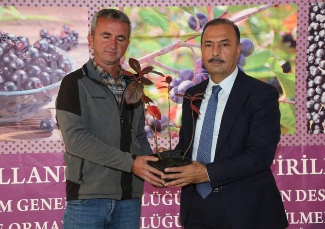 İ̇znik’in Bereketi, Sağlık Meyvesi Aronya İle Buluşuyor