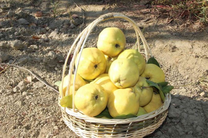 Ayvada Hasat Coşkusu