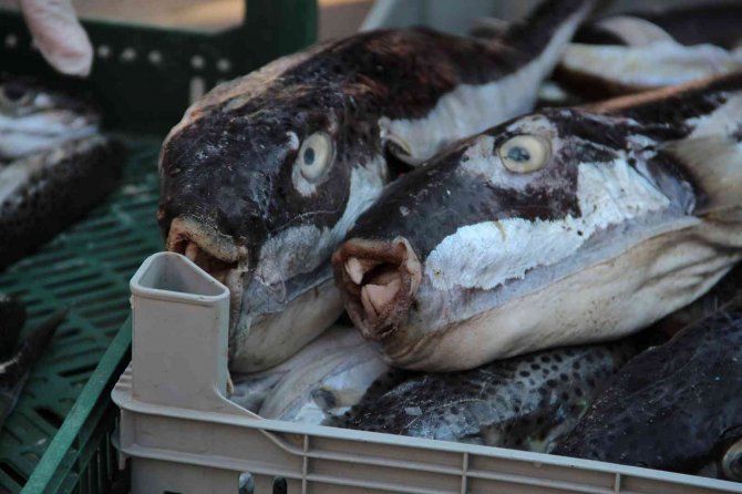 Antalya’da Balıkçılara İstilacı Balon Balığı Bereketi