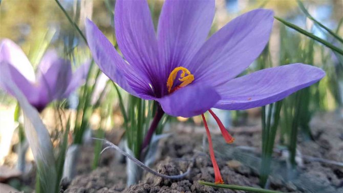 45 Günde 4 Milyonluk Hasat