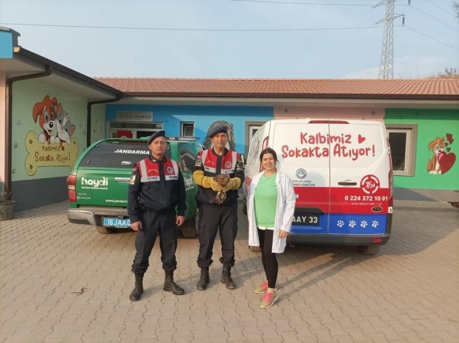 Jandarma Yaralı Şahine Sahip Çıktı
