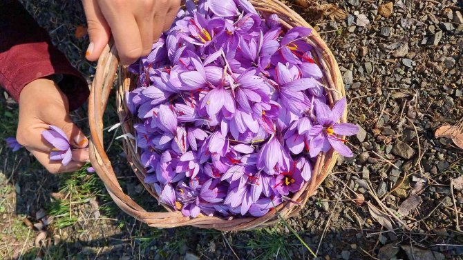 İ̇ki Dönümden Sadece 500 Gram Çıkıyor, Gramı 60 Tl’den Alıcı Buluyor