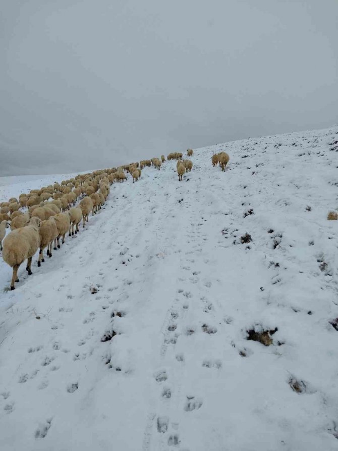 Kar Altında Otlayan Sürü Çoban Tarafından Görüntülendi