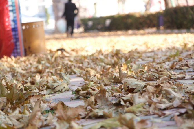 Sonbahar Yaprakları Toplanıp Gübreye Dönüştürülüyor