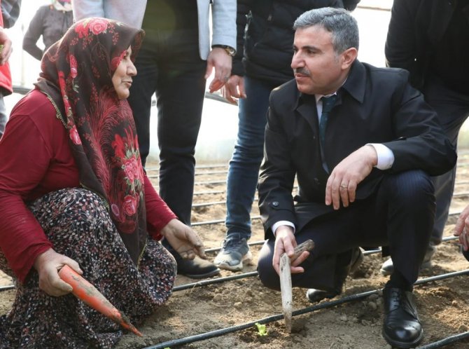 Düzce’de ‘Salata, Marulsuz Olmaz’ Projesi Başladı
