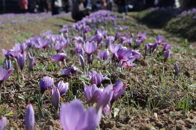 45 Günde 4 Milyonluk Hasat