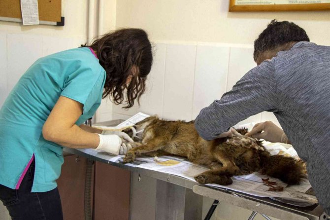 Yaralı Çakal 3 Saatlik Operasyonla Sağlığına Kavuştu