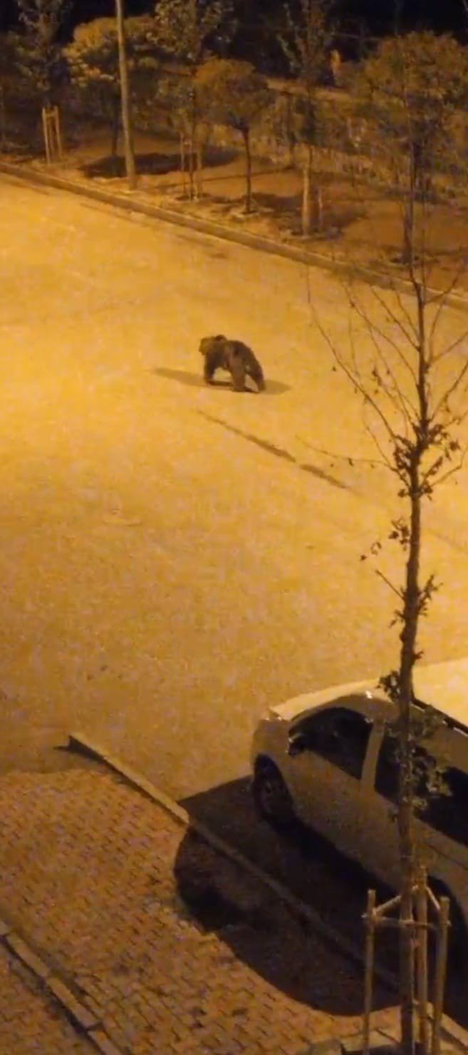 Ayı İlçe Merkezine İndi