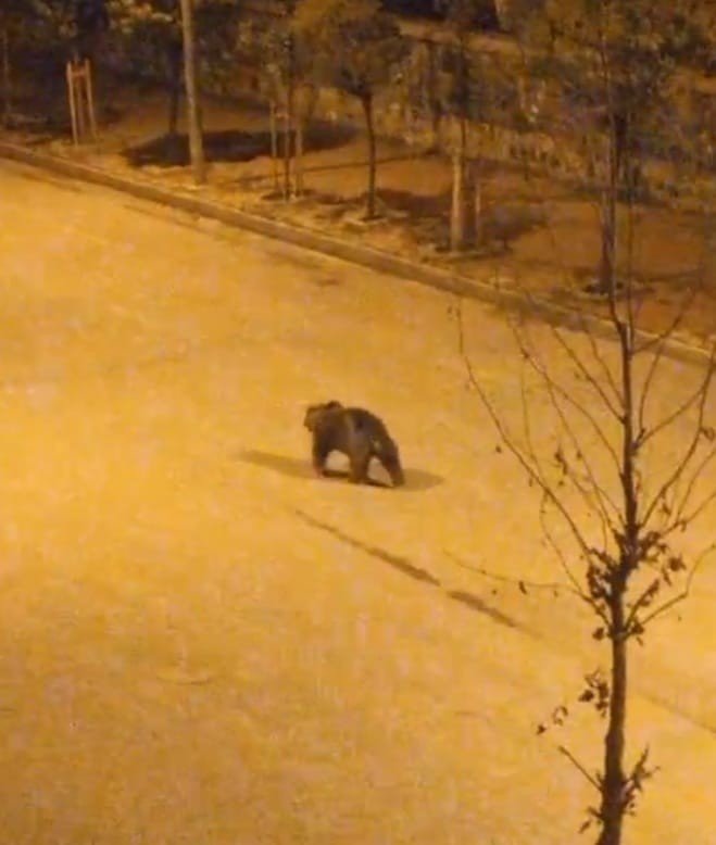 Ayı İlçe Merkezine İndi