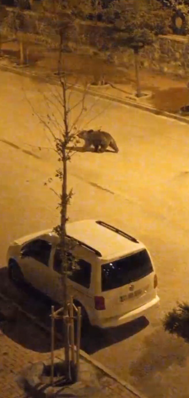 Ayı İlçe Merkezine İndi