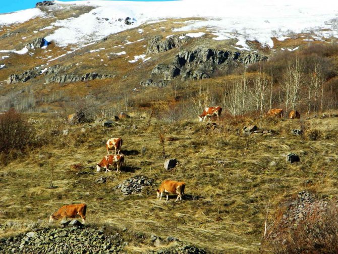 Posof’ta Yazdan Kalma Günler