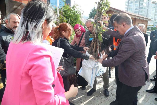 Atakum’da Üreticiye Ceviz Fidanı Desteği