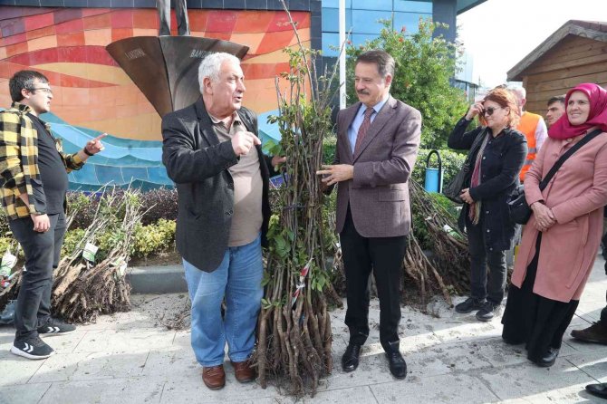 Atakum’da Üreticiye Ceviz Fidanı Desteği