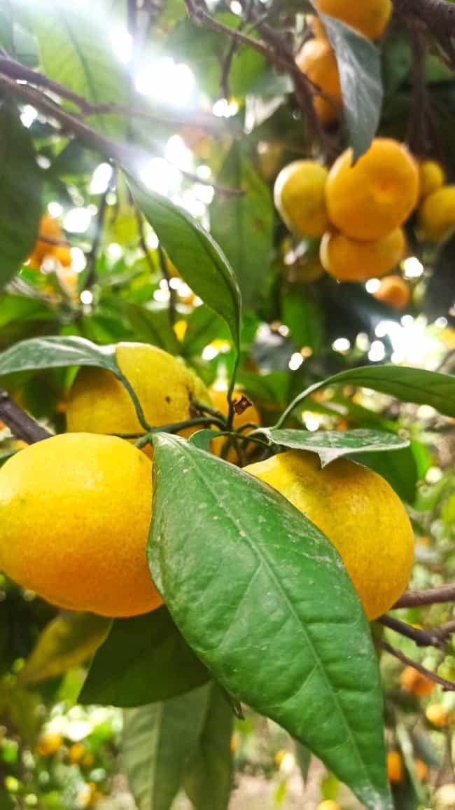 Aydın’da Zeytin Ve Narenciye Bahçeleri Denetlendi