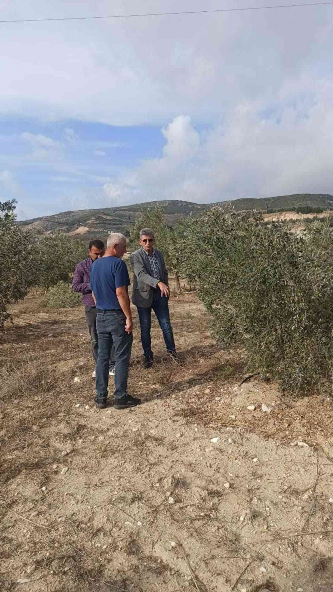 Aydın’da Zeytin Ve Narenciye Bahçeleri Denetlendi