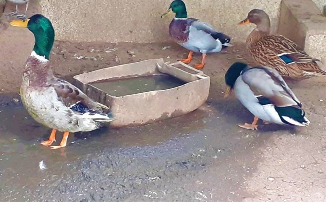 Kanatları Kesilen Yeşil Başlı Ördek Kurtarıldı