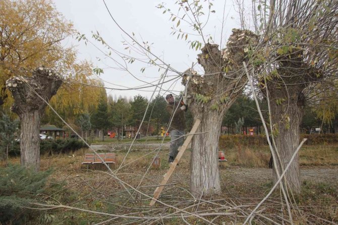 Bayburt Belediyesinden Ağaç Budama Çalışması