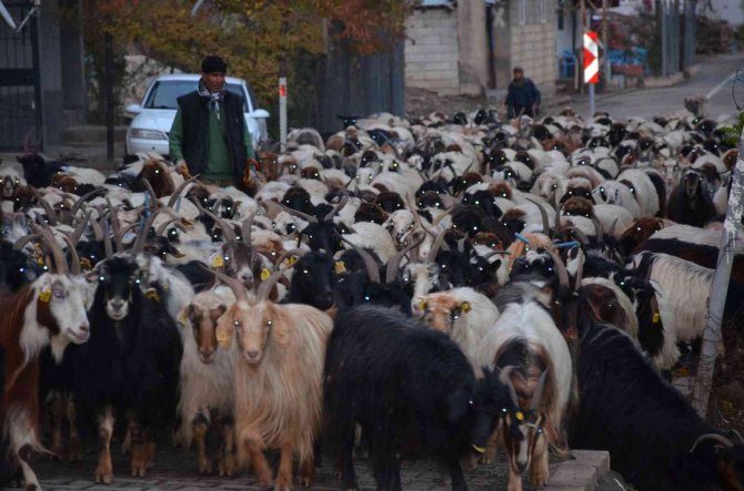 Binlerce Küçükbaş Hayvan Sıcak Bölgelere Ulaşmak İçin Seferde