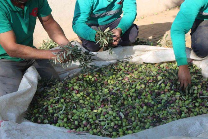 Efelerin Zeytinleri Hasat Ediliyor