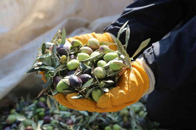 Efelerin Zeytinleri Hasat Ediliyor