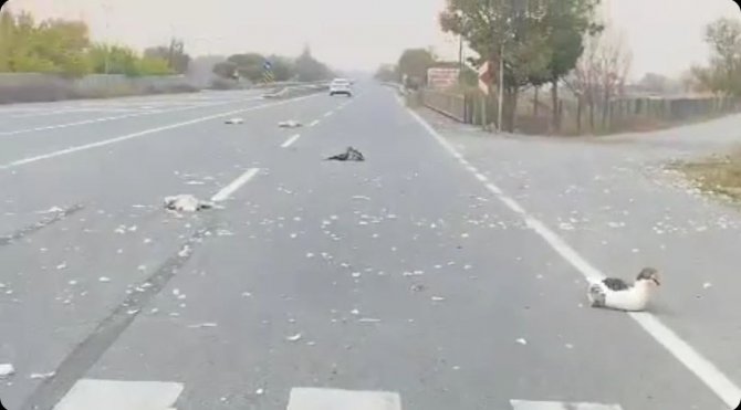 Iğdır’da Otomobilin Çarptığı Kazlar Telef Oldu