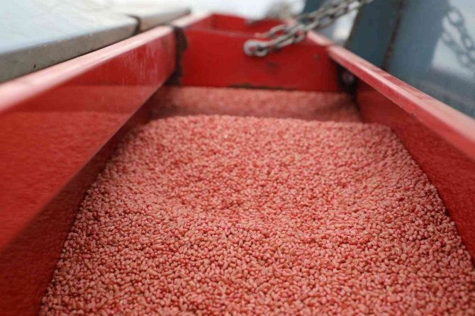 Nusrat Buğday Tohumları Toprakla Buluşturuldu