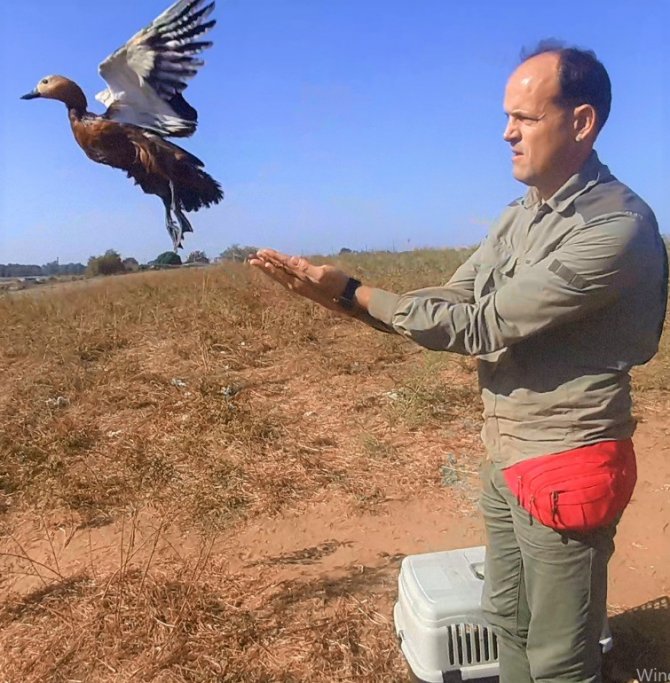 Karayolundan Kurtarılan Angıt Kuşu Yeniden Doğaya Salındı