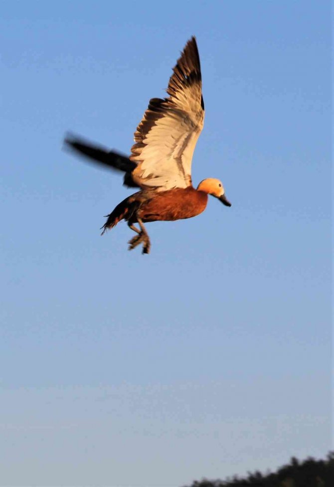 Karayolundan Kurtarılan Angıt Kuşu Yeniden Doğaya Salındı