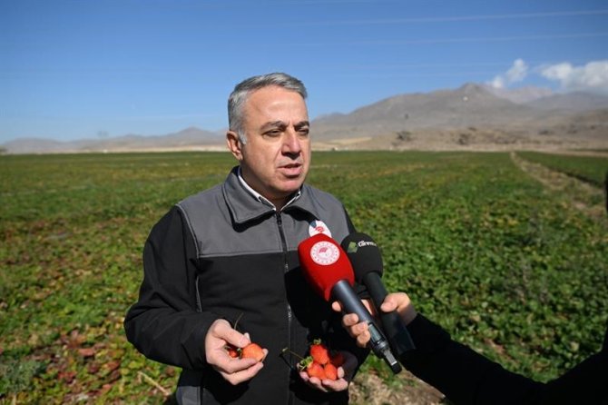 Erciyes’in Eteklerinde Yetiştirilen Çilek Fidesi 6 Ülkeye İhraç Ediliyor