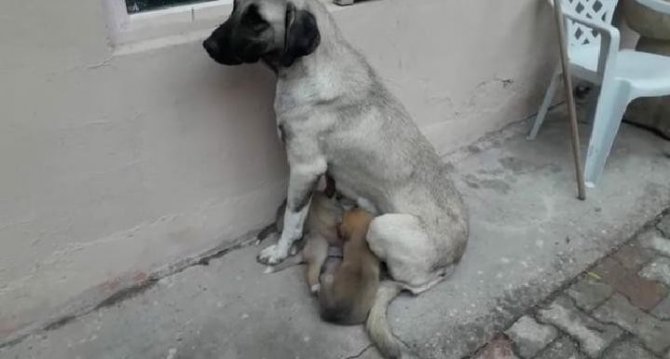 Aç Kalan Yavru Köpeklerin Kavgası Gülümsetti