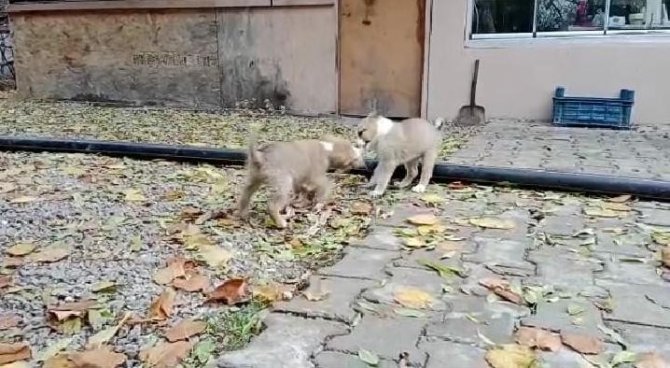 Aç Kalan Yavru Köpeklerin Kavgası Gülümsetti
